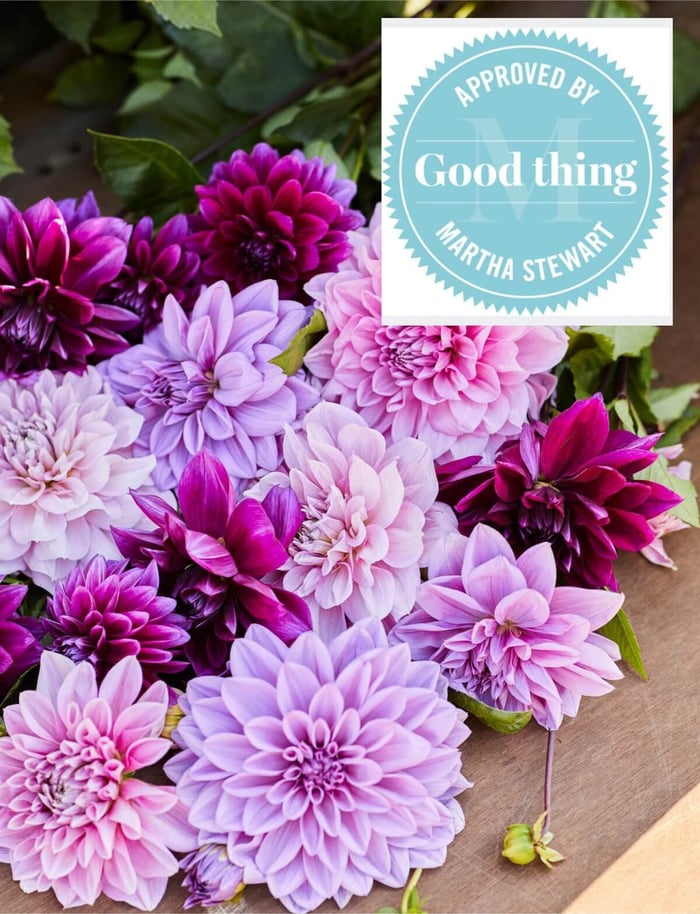 New Dahlias for 2023 - Longfield Gardens