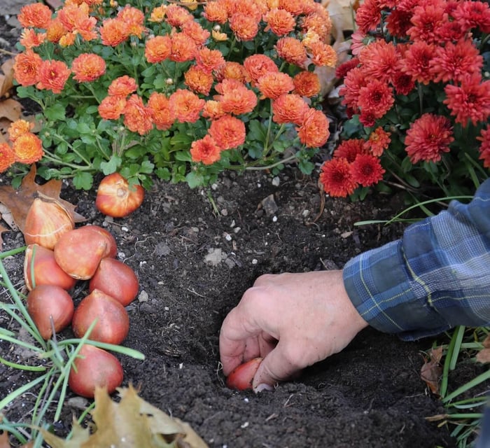 How Many Bulbs Per Square Foot - Longfield Gardens