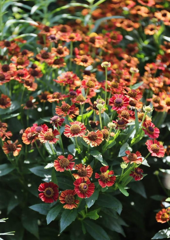 The Chelsea Chop How and Why to Prune Perennials - Longfield Gardens