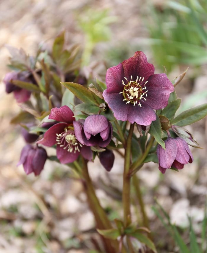 Best Cut Flowers for Shady Gardens - Longfield Gardens