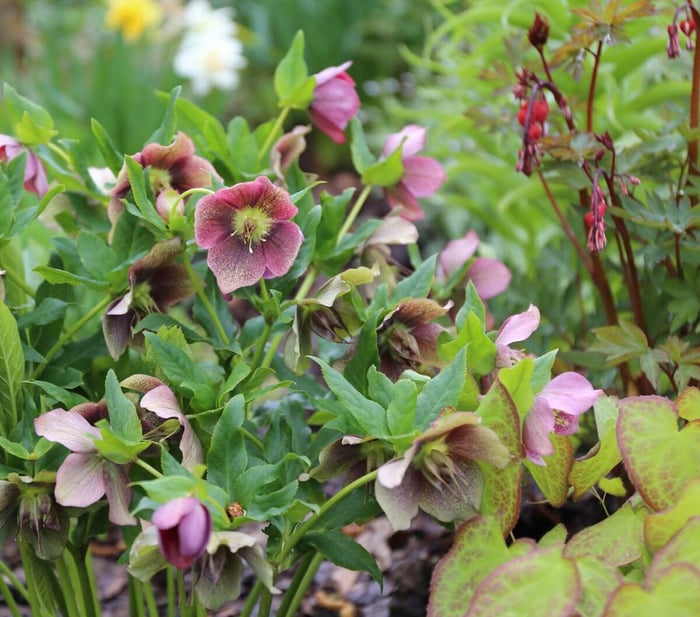 Companion Plants for Spring Bulbs - Longfield Gardens