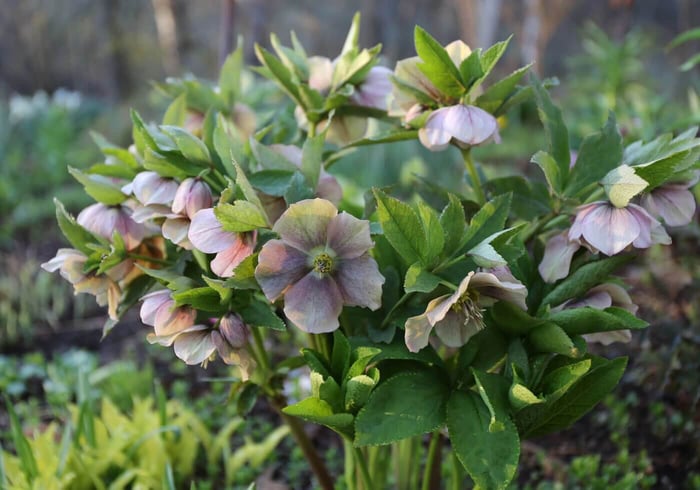 Perennials for Spring Gardens - Longfield Gardens