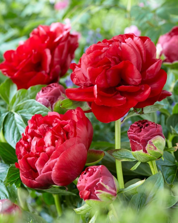 New Perennials for Your Flower Garden - Longfield Gardens
