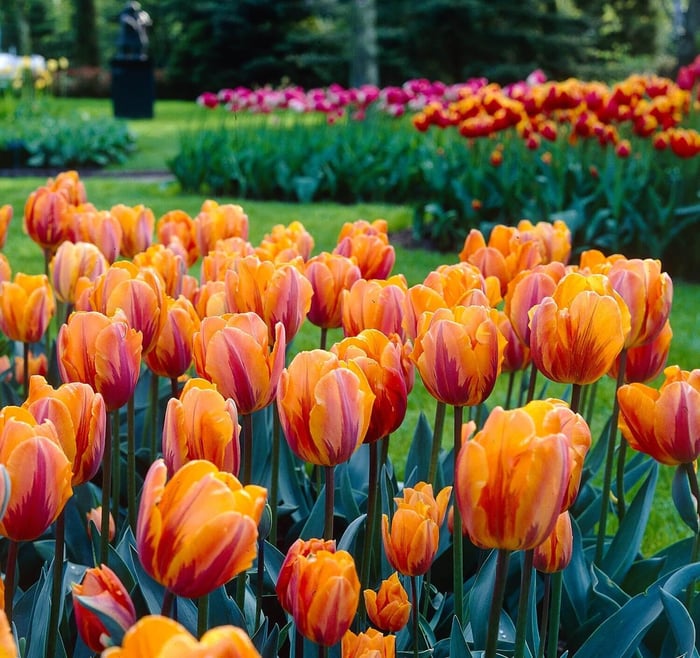 New-Flowers-for-your-Spring-Garden - Longfield Gardens