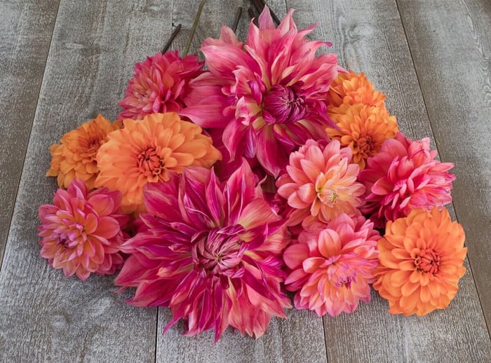 New Dahlias for 2023 - Longfield Gardens