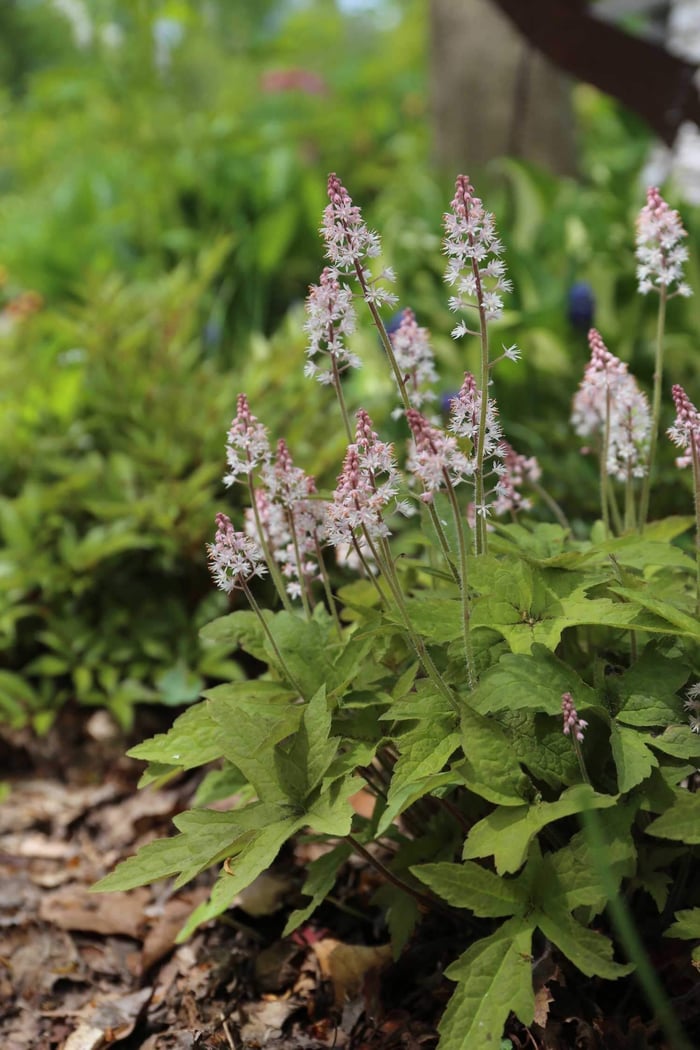 Best Companion Plants for Hostas - Longfield Gardens