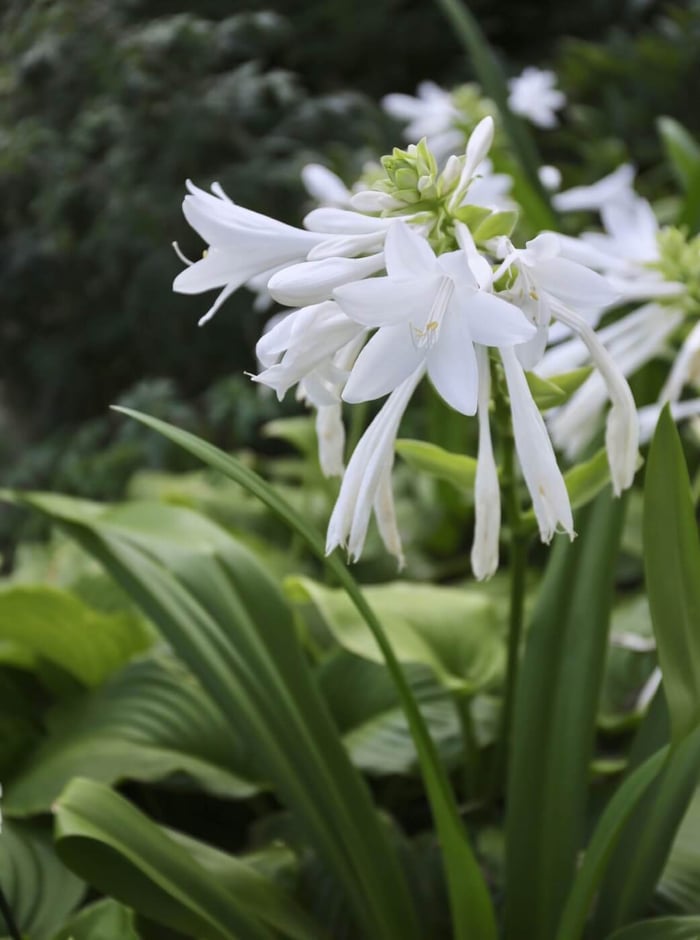 7 Tips for Growing Hostas - Longfield Gardens