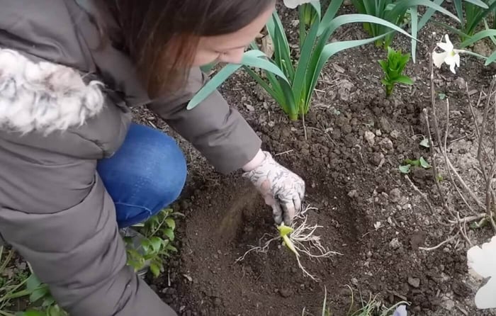 How to Plant Bare Root Perennials Longfield Gardens