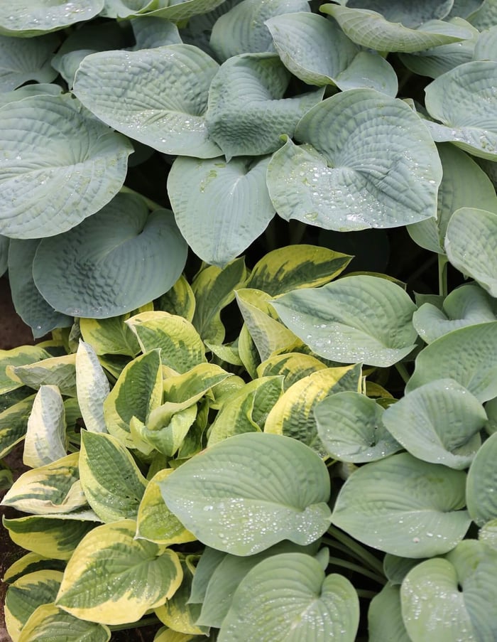 Spring Checklist for Flower Gardeners - Longfield Gardens