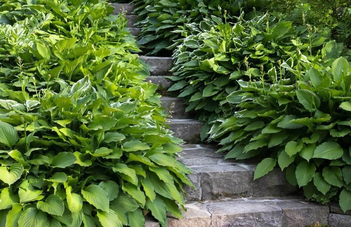 Creative Ways to Use Hostas - Longfield Gardens