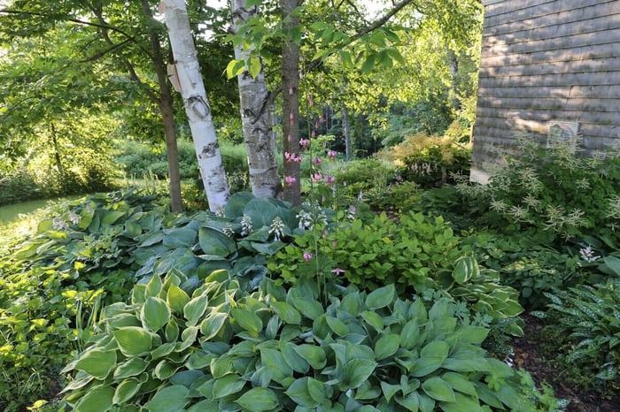 Creative Ways to Use Hostas - Longfield Gardens