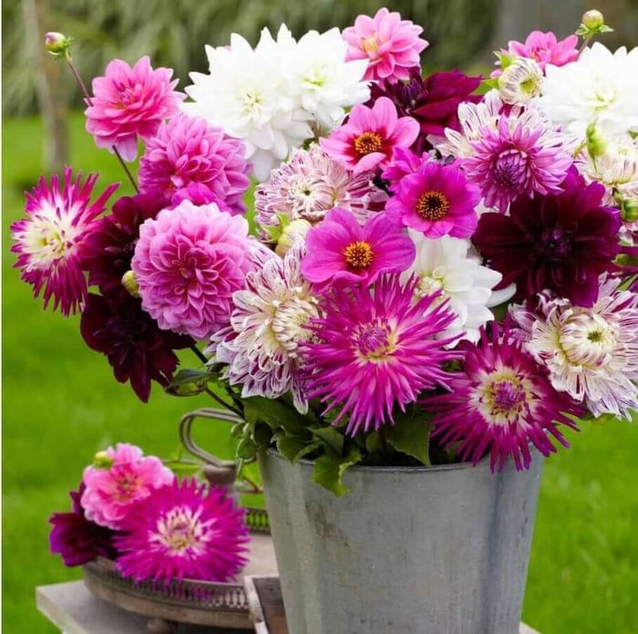 How to Use Pink in Your Flower Garden - Longfield Gardens