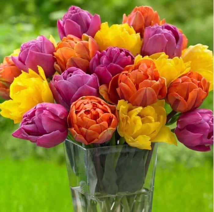 How to Design an Orange Flower Garden - Longfield Gardens