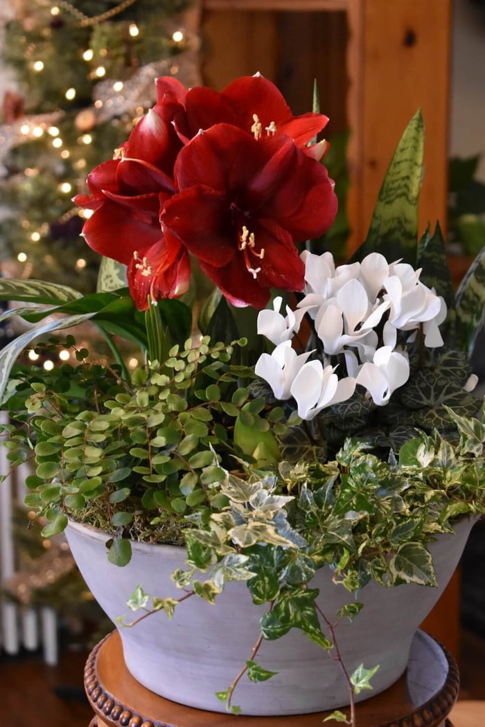 5 Creative Ways to Gift Amaryllis - Longfield Gardens