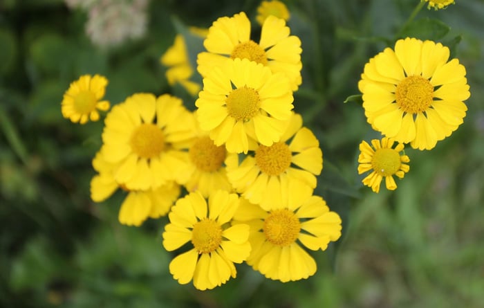 How to Use Yellow in Your Flower Garden - Longfield Gardens