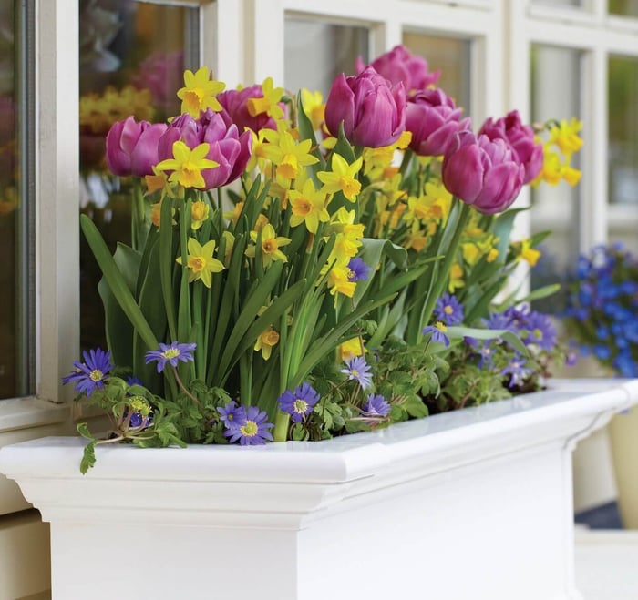 how to plant a spring bulb lasagna