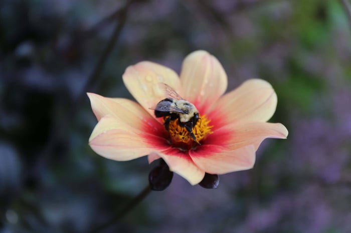 Five Star Plants for Your Garden Dahlia HS Date - Longfield Gardens