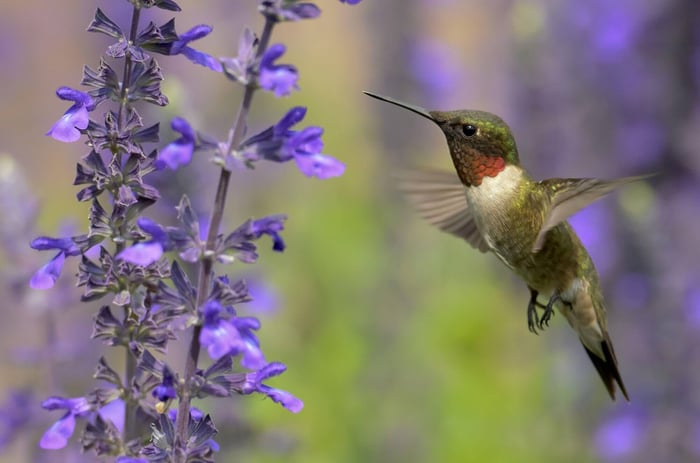 How to Design a Hummingbird Garden - Longfield Gardens