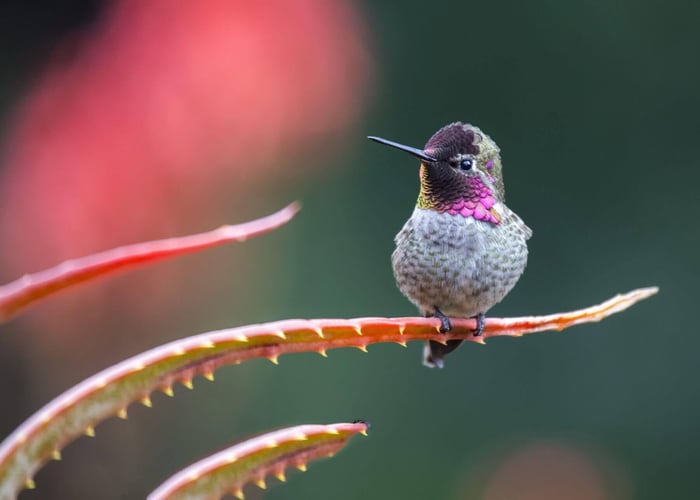 How to Design a Hummingbird Garden - Longfield Gardens