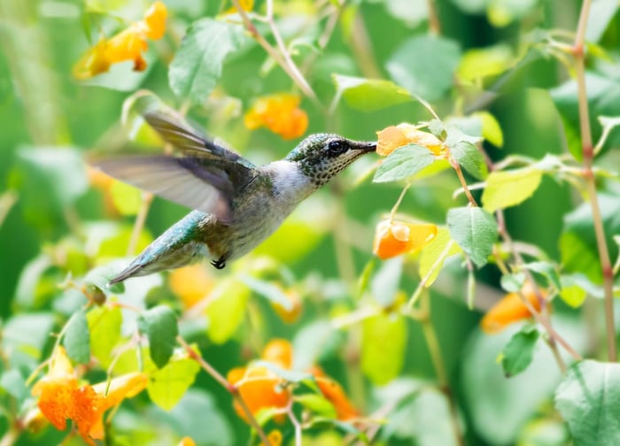How to Design a Hummingbird Garden - Longfield Gardens