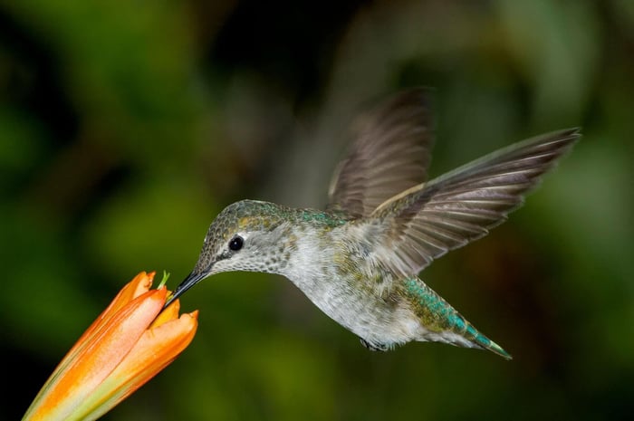 How to Design a Hummingbird Garden - Longfield Gardens