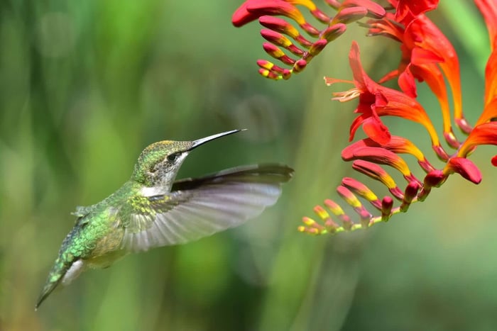 How to Design a Hummingbird Garden - Longfield Gardens