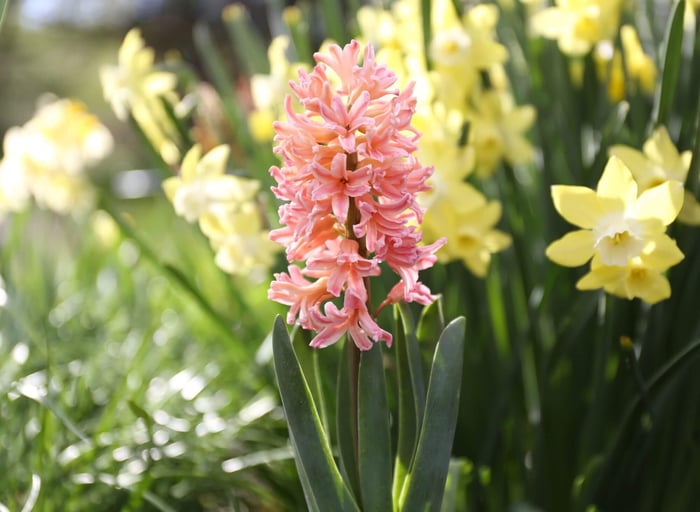 Coral Flowers Your Garden Needs Now - Longfield Gardens