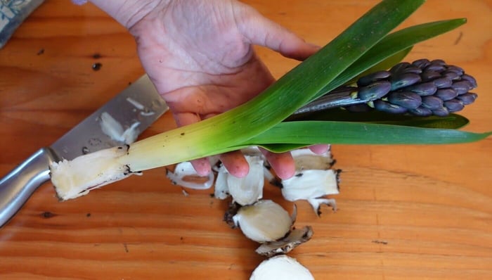 Best Techniques for Cutting Daffodils, Tulips, and Hyacinths Longfield Gardens