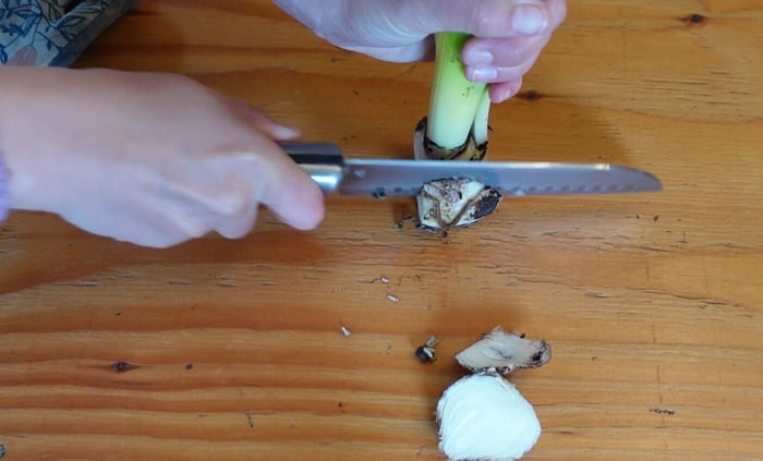 Best Techniques for Cutting Daffodils, Tulips, and Hyacinths Longfield Gardens