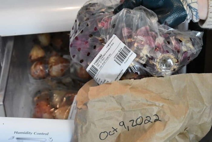 How to force hyacinths in soil and water Longfield Gardens