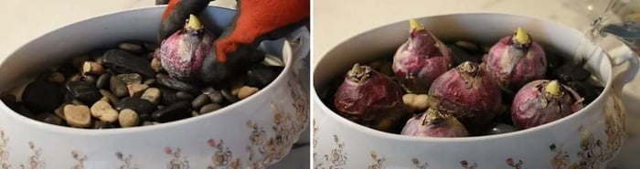 How to force hyacinths in soil and water longfield gardens