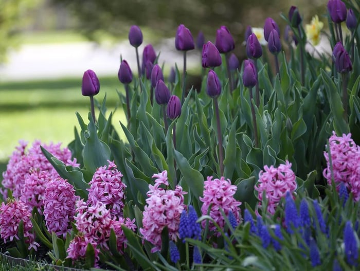 Make Room in Your Garden for Hyacinths - Longfield Gardens
