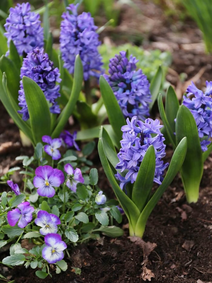 Companion Plants for Spring Bulbs - Longfield Gardens