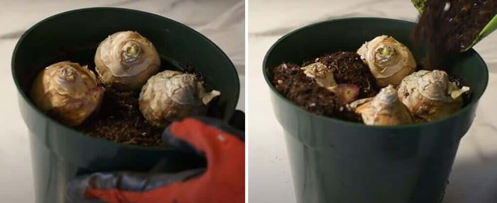 How to force hyacinths in soil and water Longfield Gardens