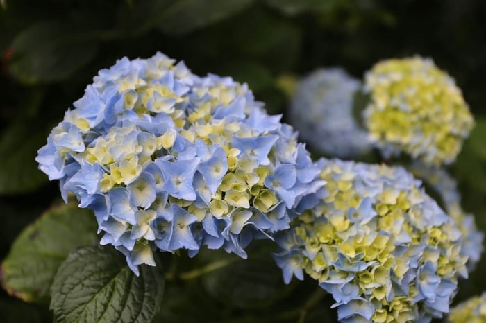 How to Use Blue Flowers in Your Garden - Longfield Gardens