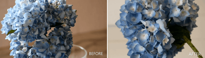 Get the longest vase life from hydrangeas Longfield Gardens