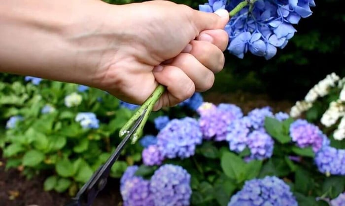 Get the longest vase life from hydrangeas Longfield Gardens