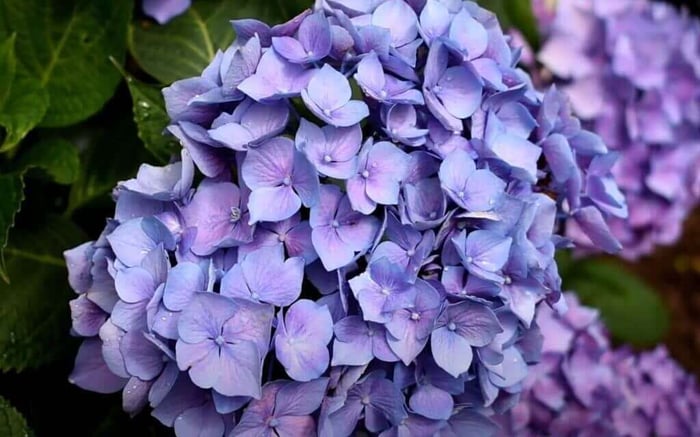 Get the longest vase life from hydrangeas Longfield Gardens