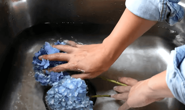 Get the longest vase life from hydrangeas Longfield Gardens