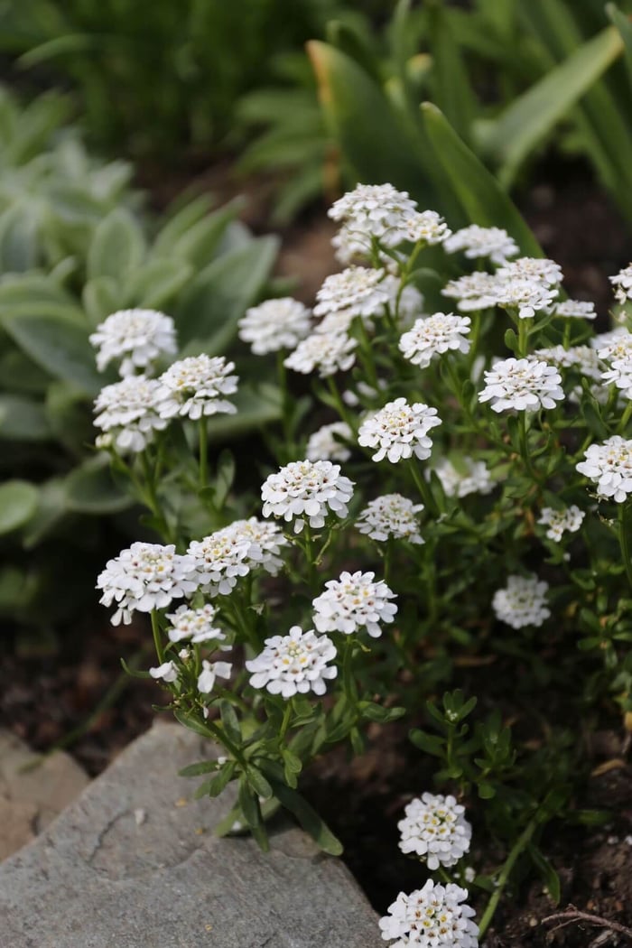 Perennials for Spring Gardens - Longfield Gardens