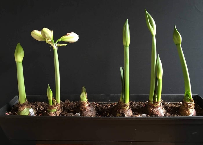 How to Use Amaryllis as Cut Flowers - Longfield Gardens