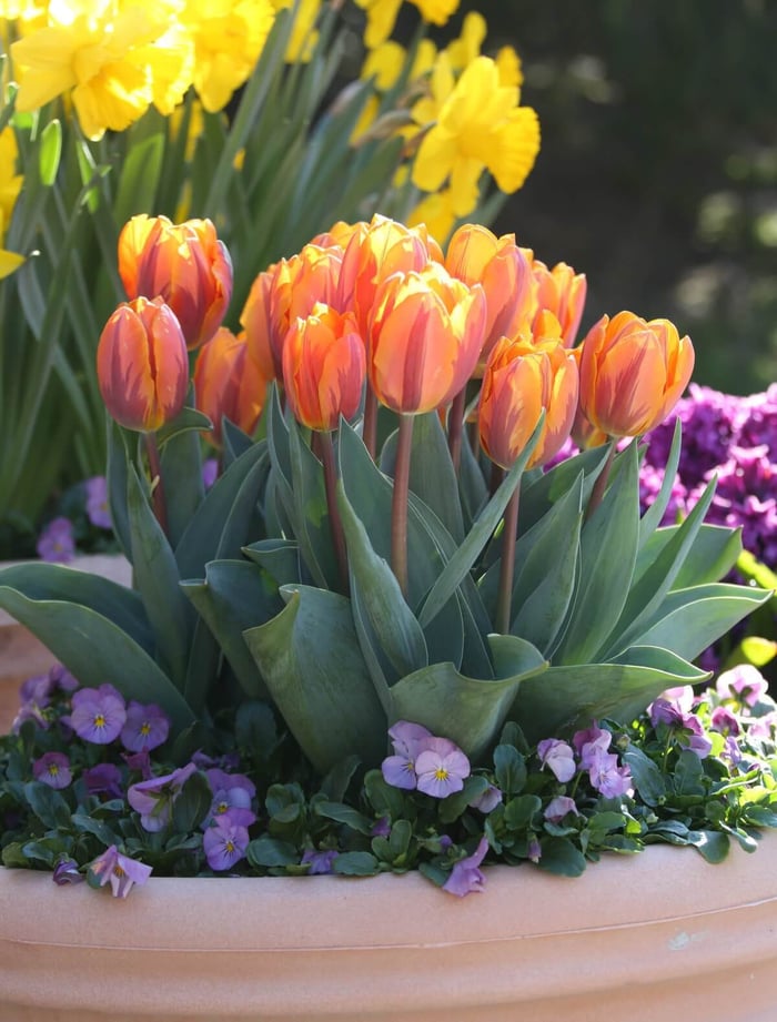 Companion Plants for Spring Bulbs - Longfield Gardens