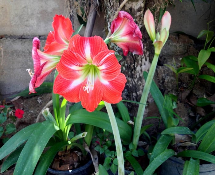 Growing Amaryllis Outdoors in Zones 9-11 - Longfield Gardens