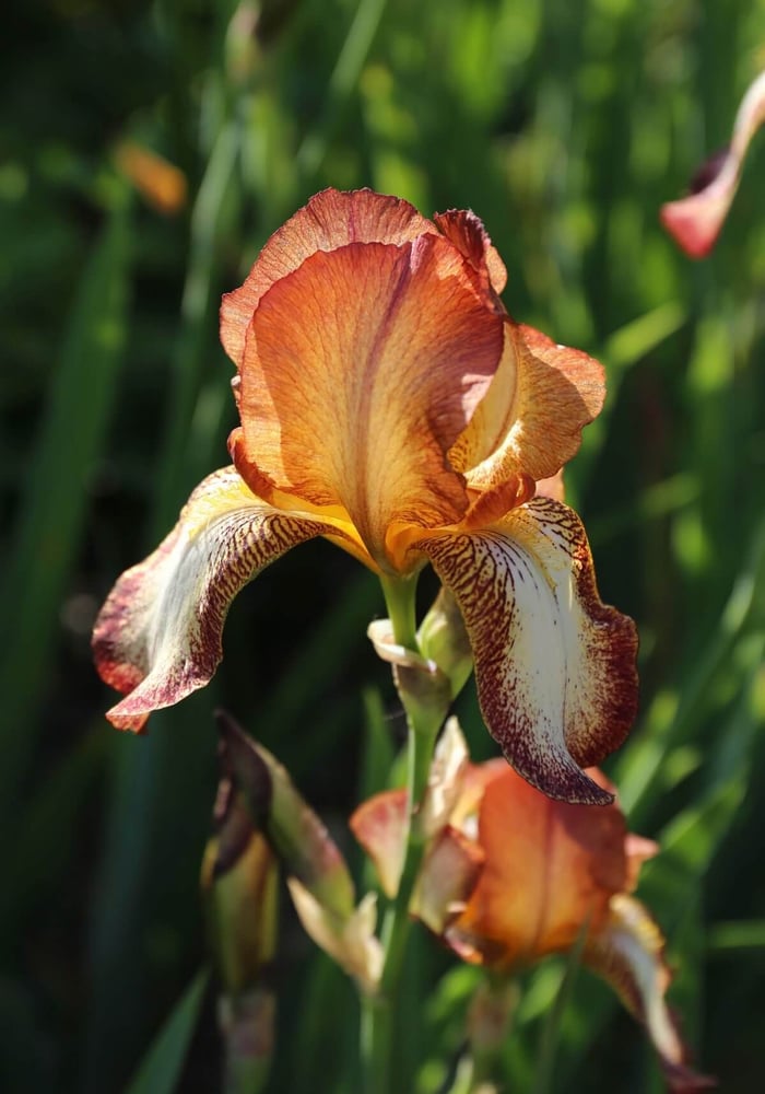 How to Design an Orange Flower Garden - Longfield Gardens