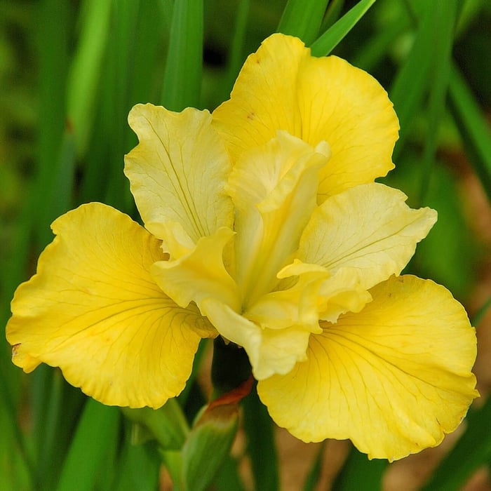 New Perennials for Your Flower Garden - Longfield Gardens