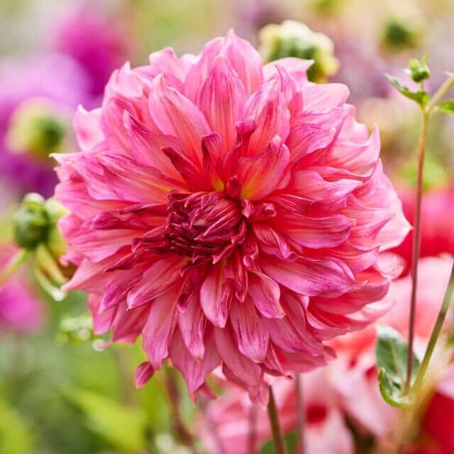 New Dahlias for 2023 - Longfield Gardens