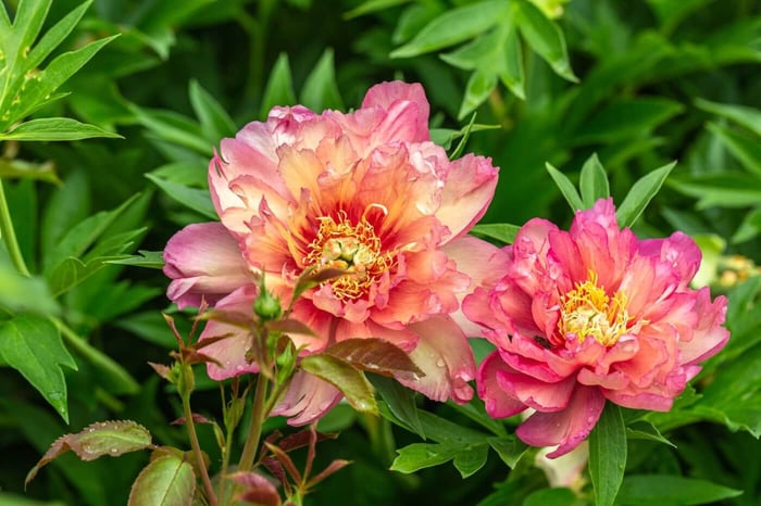 How to Grow Peonies in the South - Longfield Gardens