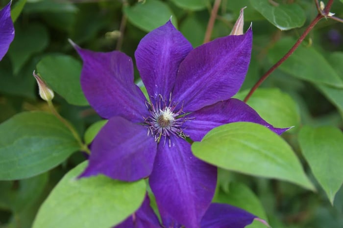 6-Tips-for-Growing-Clematis-Longfield-Gardens