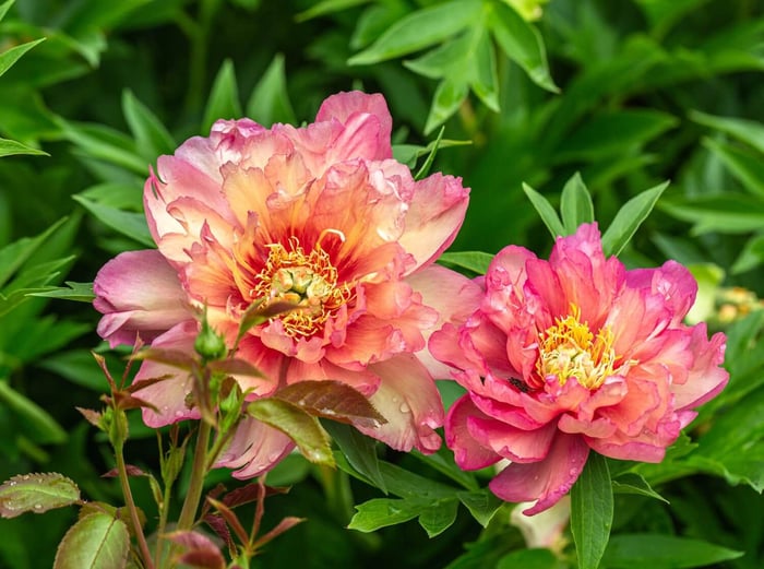 New Perennials for Your Flower Garden - Longfield Gardens