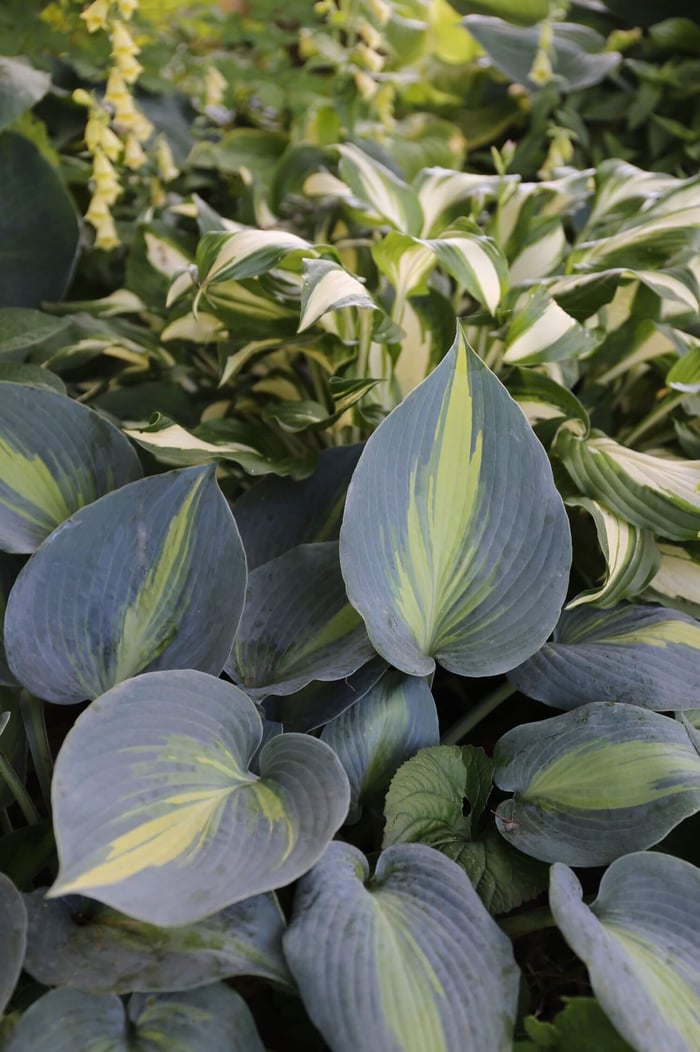 7 Tips for Growing Hostas - Longfield Gardens